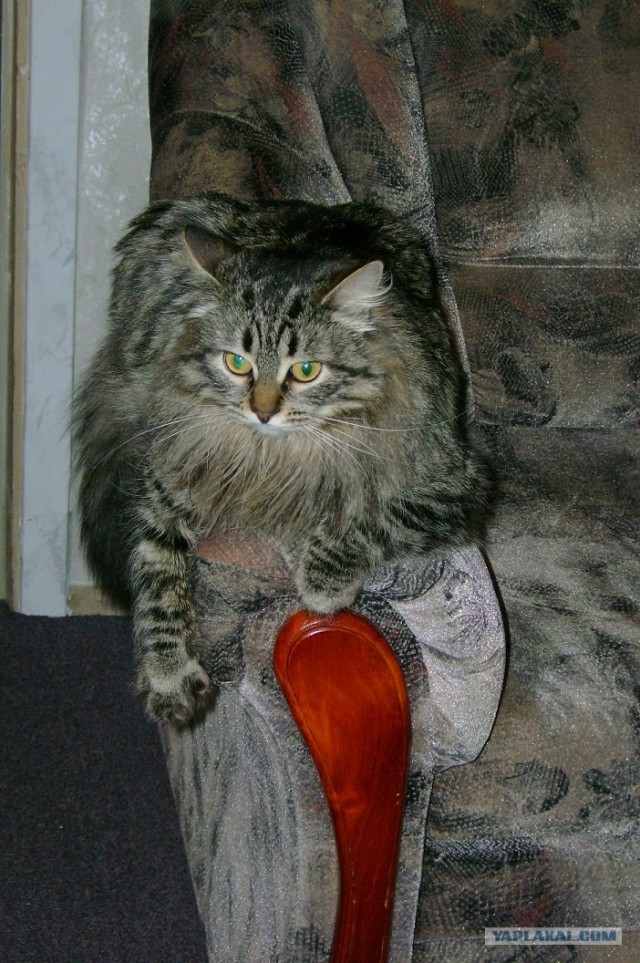 Котовторник  16.10.12