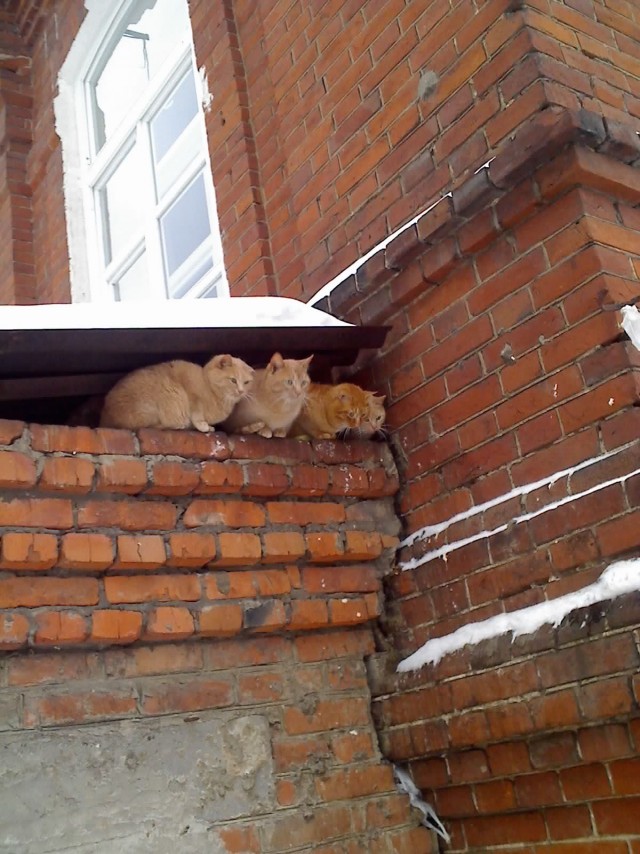 Котовторник 12.02.13