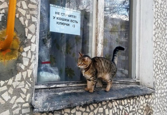 Картинки с надписями и коты, много котов