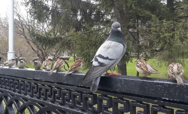 Живность из сети