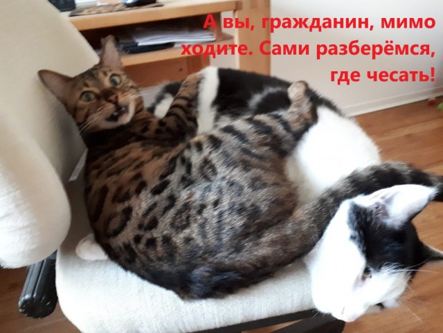 Главное отличие кота от собаки
