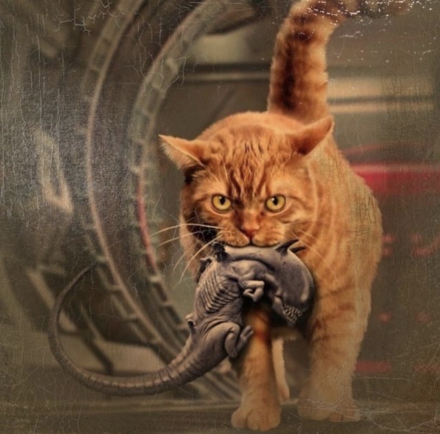 Почему мы не едим кошек