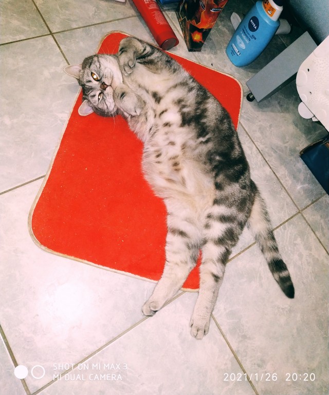 Котовторник. Добавляйте своих