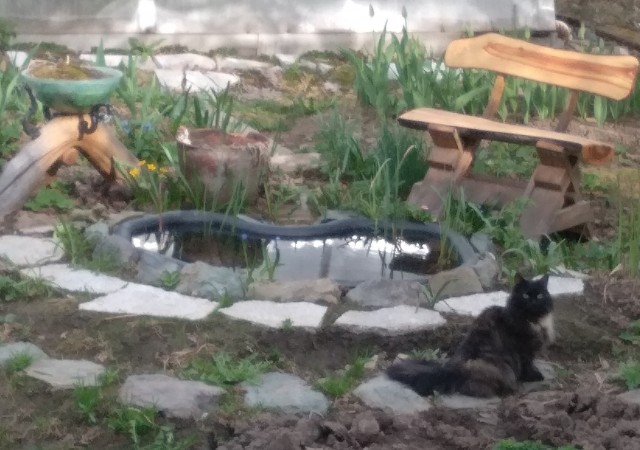 Кран и котик