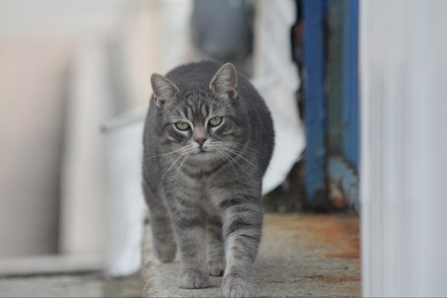 Уличные котаны