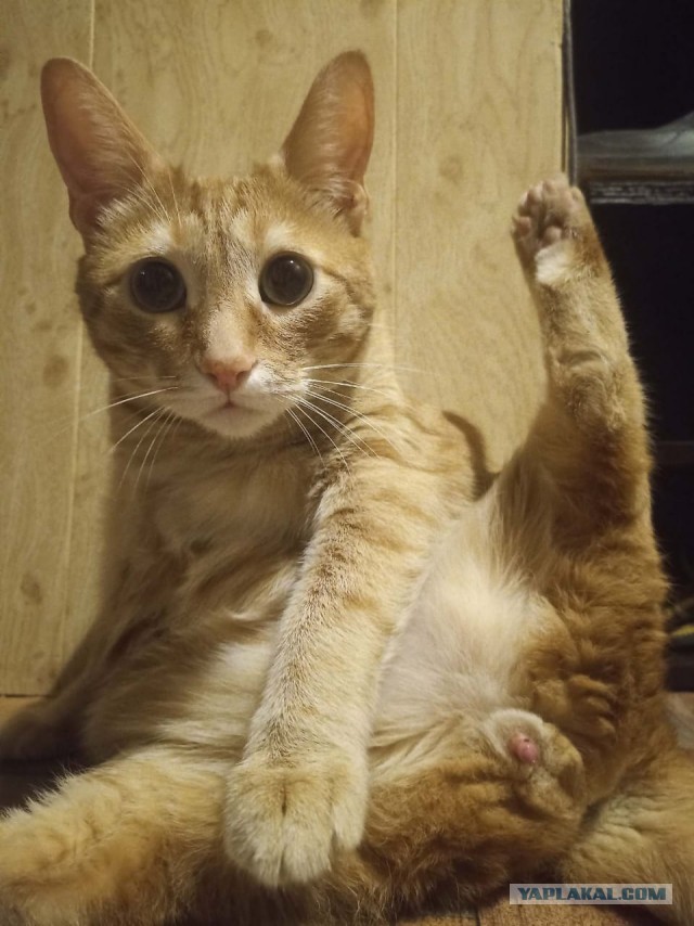 Вторник. Кото-вторник...