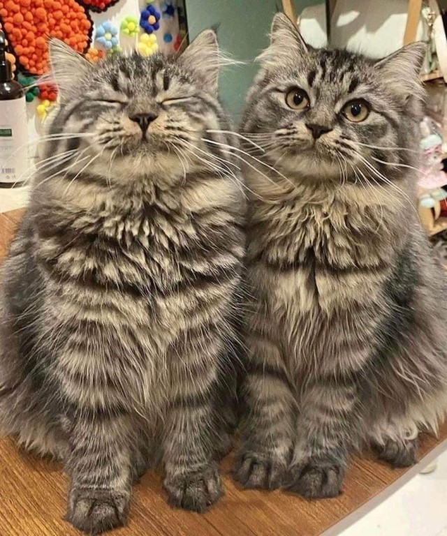 Двое из ларца одинаковых с лица