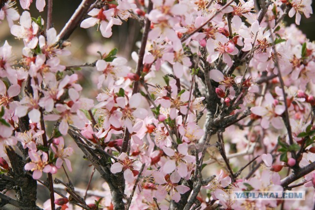 В Монголию на мотоциклах 2006