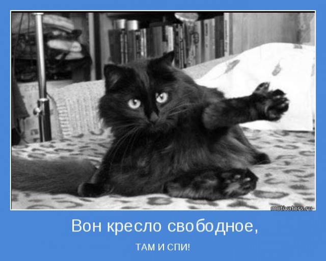 Почему кошка спит с человеком: 3 основные причины и важные моменты, о которых следует знать