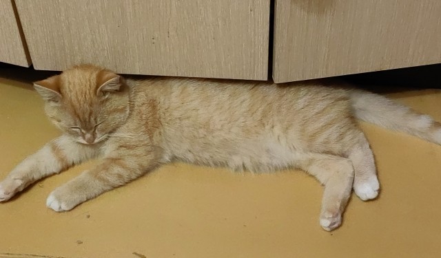 Котенок с приюта