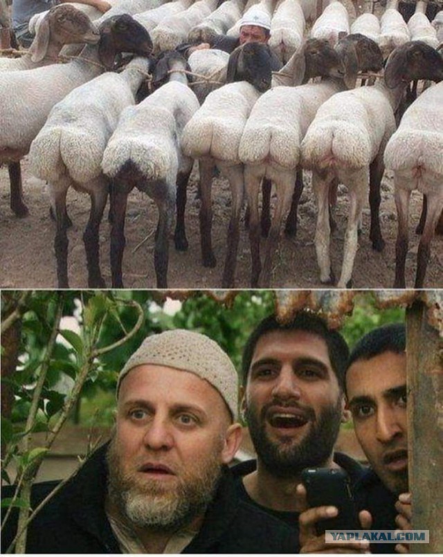 Гимн обочечников