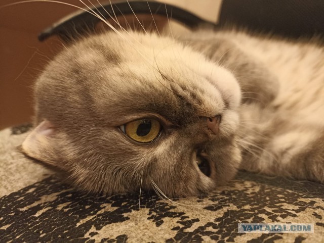 Котэ