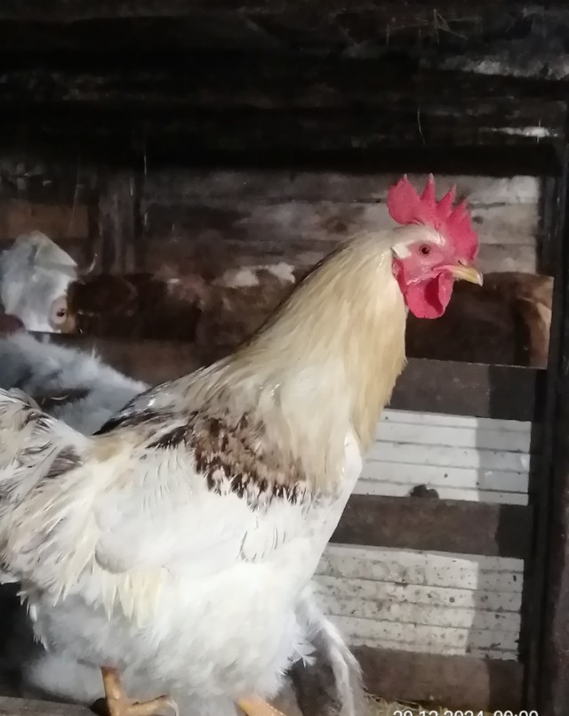 Болливуд отдыхает