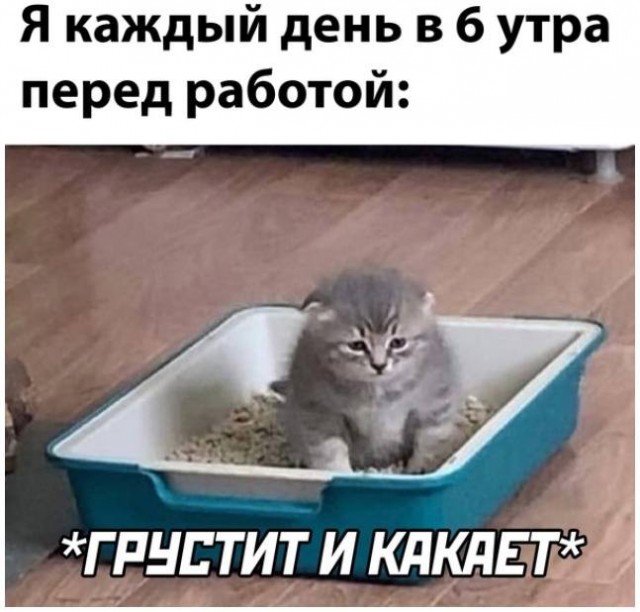 Сегодня отмечается День фекалий кала. Ты знаешь, как нужно отпраздновать.