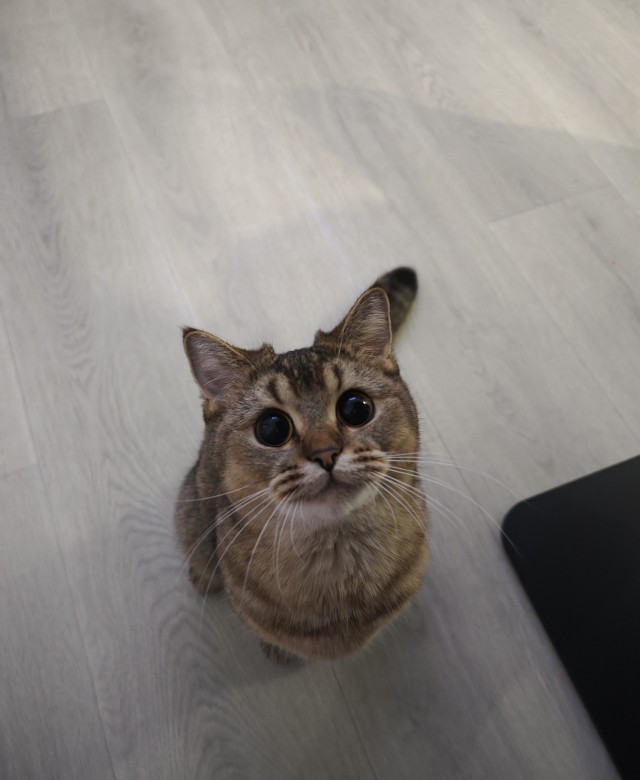 Котовторник продолжается