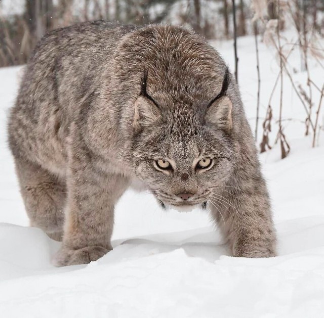 Так всякие картинки