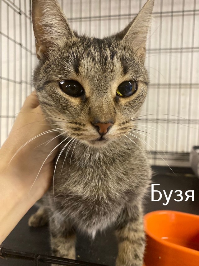 Жизнь домашнего приюта "Котоленд" 516