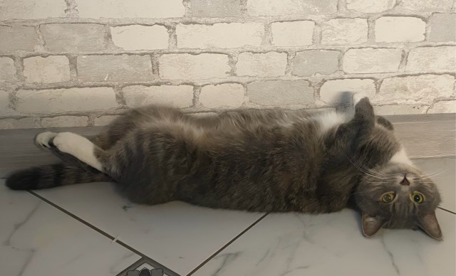 Вот и мой кот
