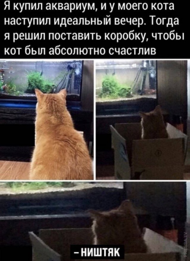 Веселые картинки в пятницу (20.02)