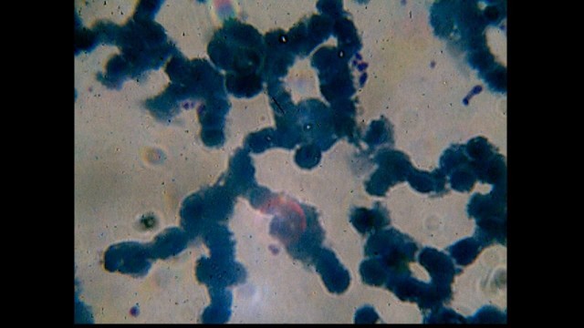 Строганина из рыбы