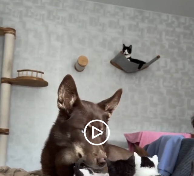 Собака стала мамой котятам