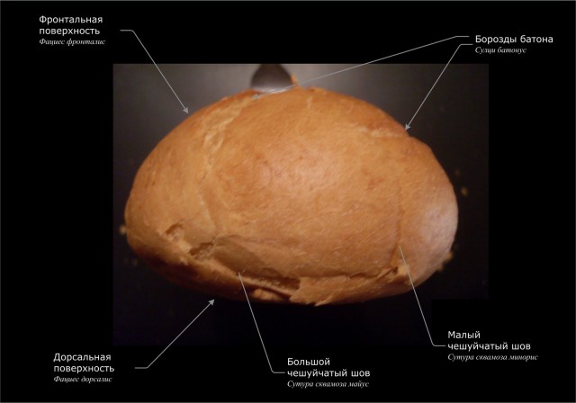 Анатомия батона (10 фото)