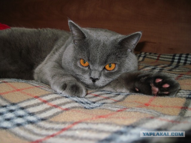Котовторник 29.10.2013