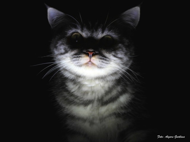 Котовторник на вторник, Котовторник