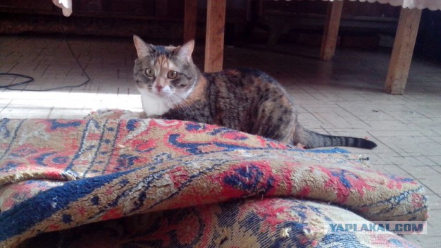 Котовторник 25.02.2014