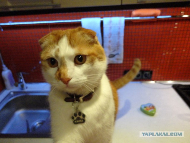 Котовторник 25.02.2014
