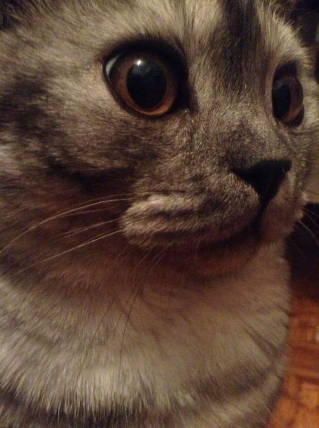 Котовторник 6.05.2014