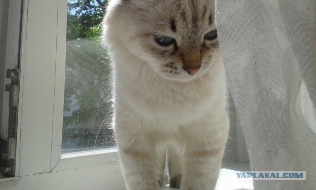 Котовторник 24.06.2014