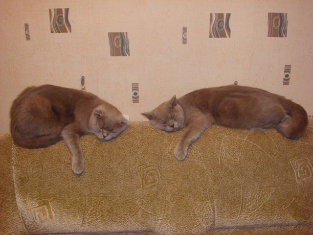 Котовторник 15.07.2014.