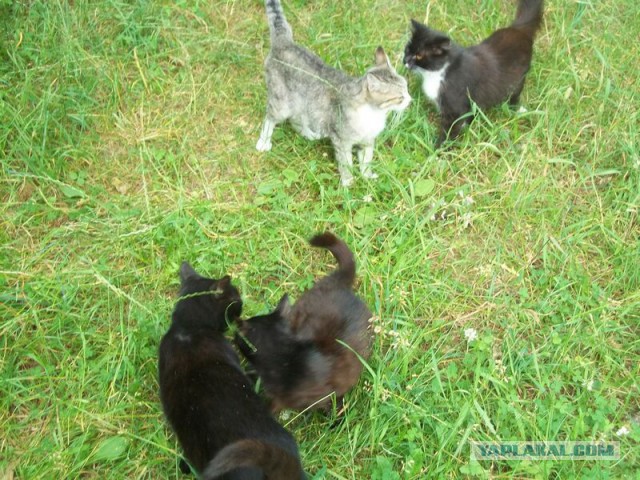 Жизнь домашнего приюта для котеек 18