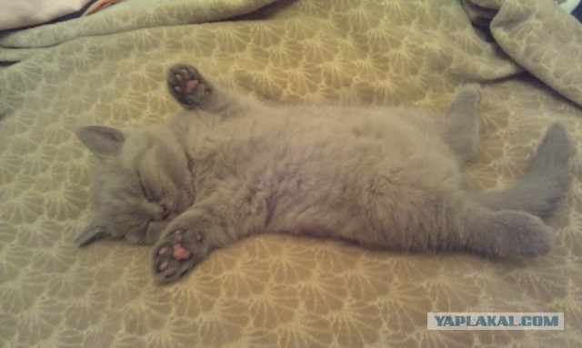 Котовторник 26.08.14.