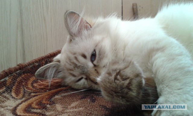Котовторник 23.09.2014.
