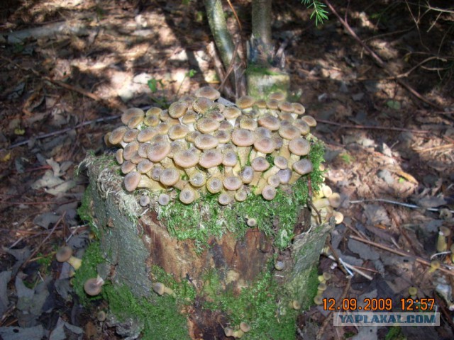 Вспомним лето! Вылазка за грибами.