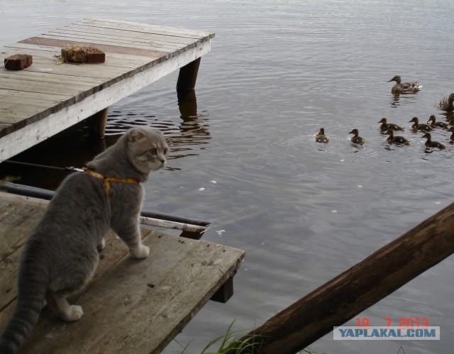 Коте всегда +100 к фоте