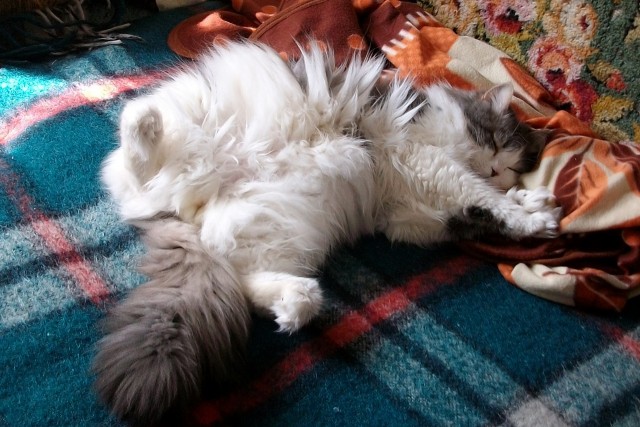 Котовторник 12.03.13