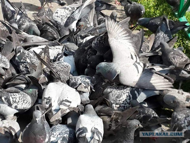 Идешь такой...