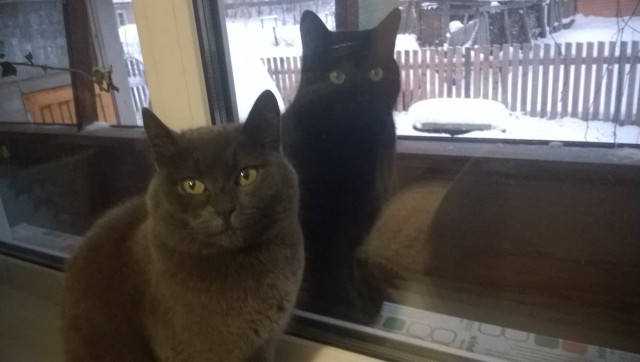 Коты из сети