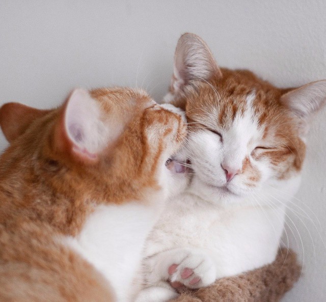 Коты из сети