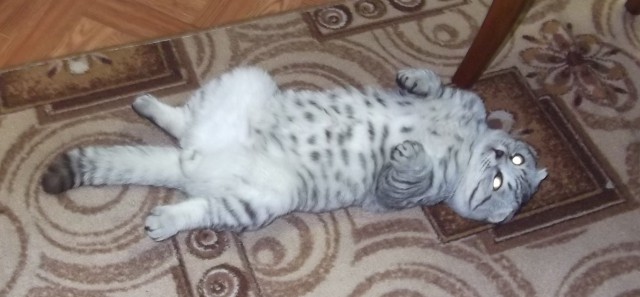 Коты из сети