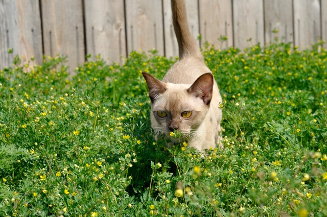 Котовторник 30.05.2017