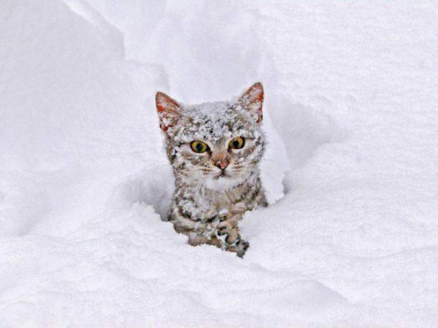 Коты и Кошки