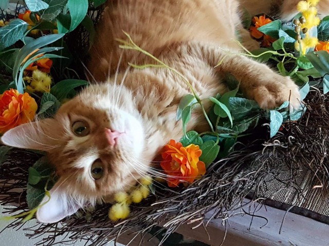 Осеннему котовторнику быть!