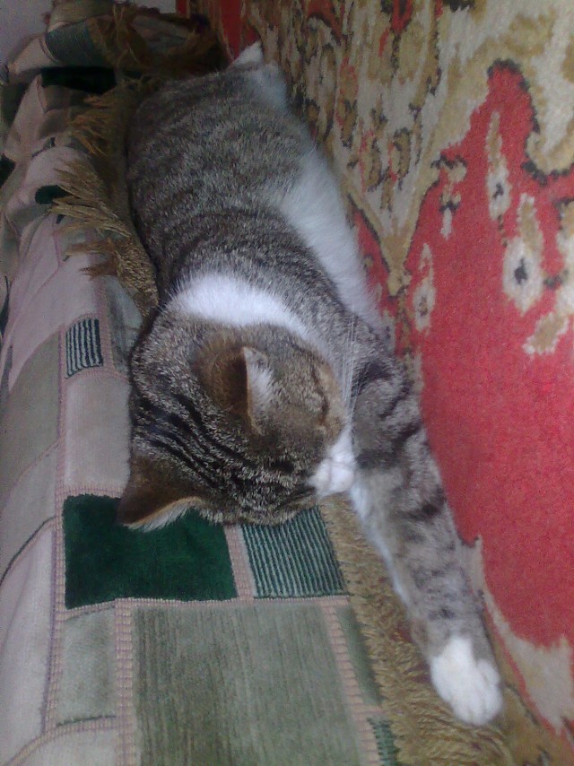 Котовторник 24.10.2017
