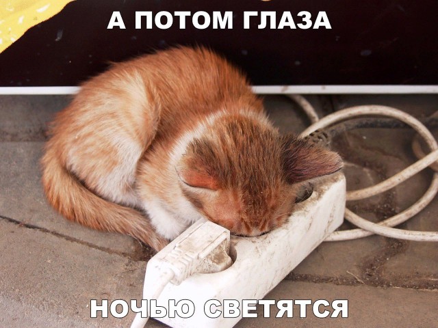 Коты и Кошки