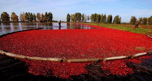 Клюквенное озеро в Белорусии (4 фото)