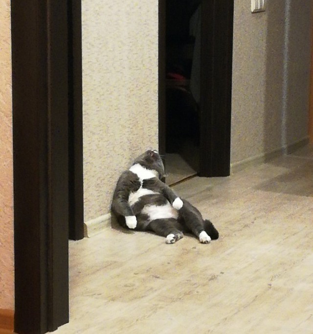 Прикольных котов пост